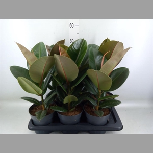 Ficus elastica 'Robusta'