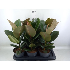 Ficus elastica 'Robusta'