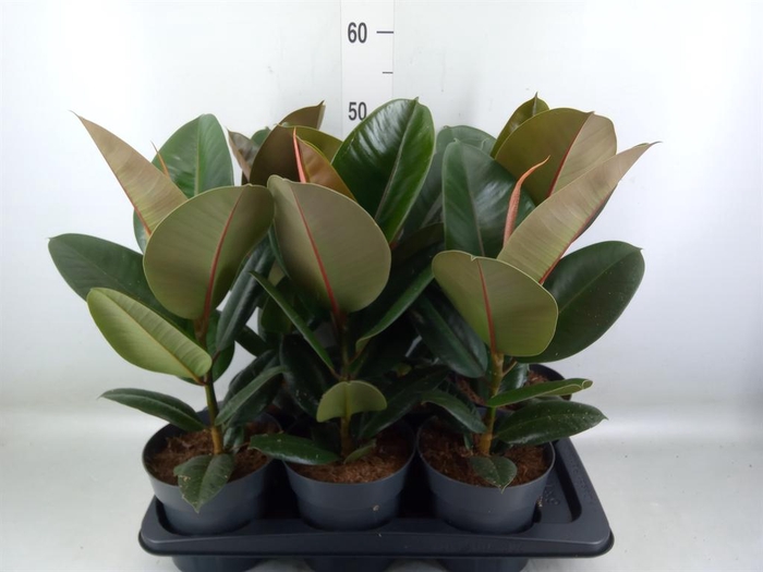 <h4>Ficus elastica 'Robusta'</h4>