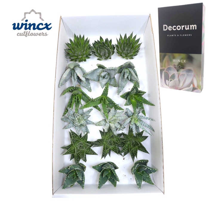 <h4>Aloe Mix (wincx) Cutflower</h4>