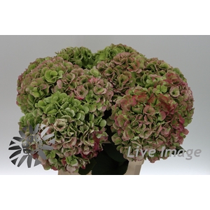 Hydrangea royal surprise classic