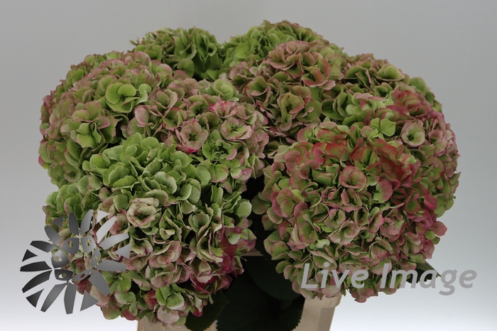 <h4>Hydrangea royal surprise classic</h4>