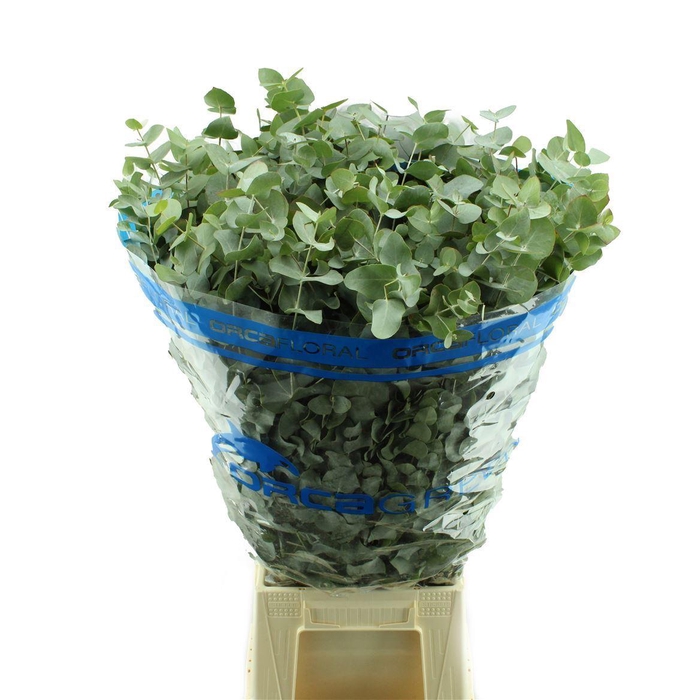 <h4>EUCALYPTUS CINEREA</h4>