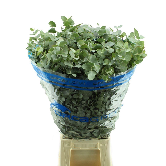 <h4>EUCALYPTUS 'CINEREA'</h4>
