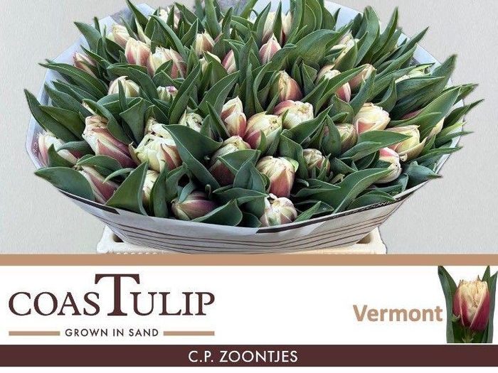 <h4>TU DU VERMONT</h4>