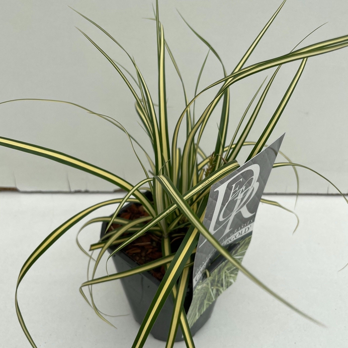 <h4>Graminées Carex 'Evergold'</h4>
