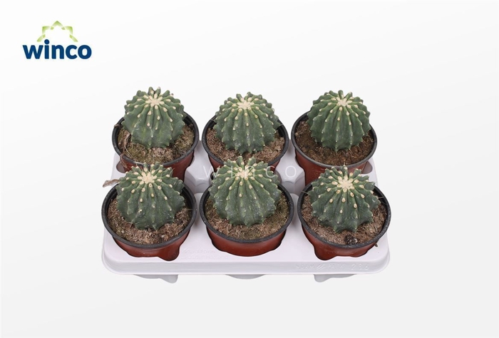 <h4>Ferocactus Glaucescends Inermis</h4>