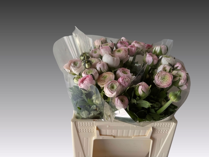 <h4>RAN AAZUR PINK</h4>