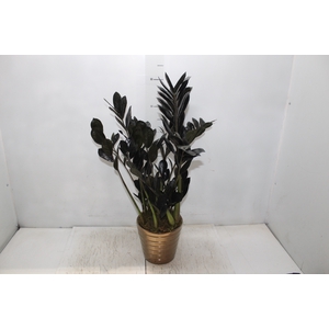 COQ. PLANTAS ORN. T6