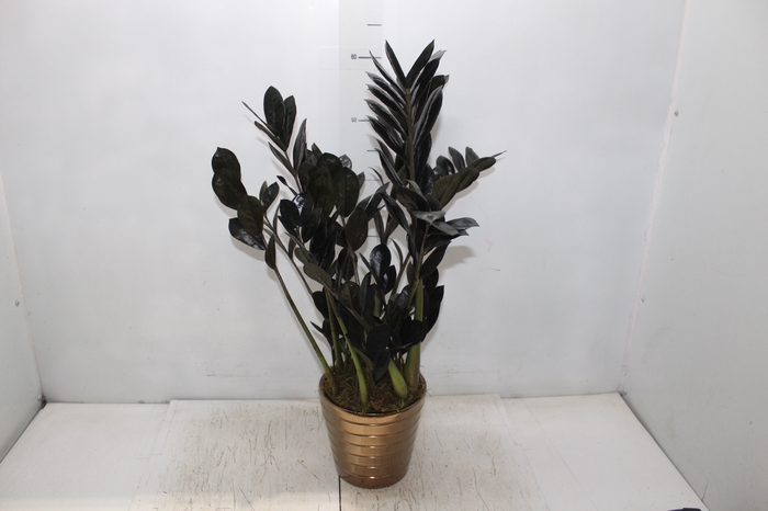 <h4>COQ. PLANTAS ORN. T6</h4>