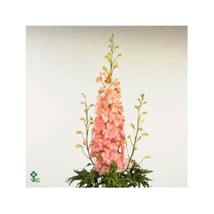 Delph Du Elatum Princess Caroline