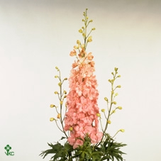 Delphinium Princess Caroline