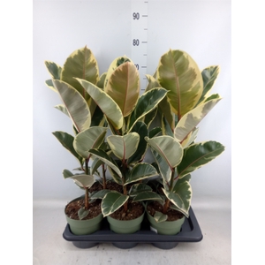 Ficus elastica 'Tineke'