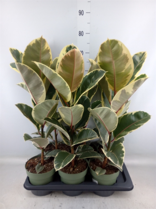 <h4>Ficus elastica 'Tineke'</h4>