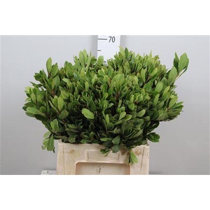 Arbutus Unedo