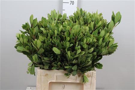 <h4>Arbutus Unedo</h4>
