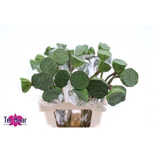 Nelumbo Nucifera
