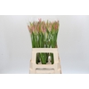 Nerine Vesta K