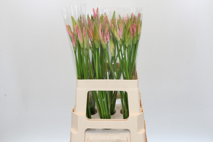 <h4>Nerine Vesta K</h4>