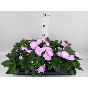 Impatiens NG 'Tamarinda Violet'