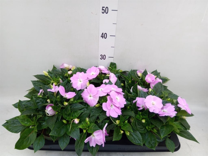 <h4>Impatiens NG 'Tamarinda Violet'</h4>