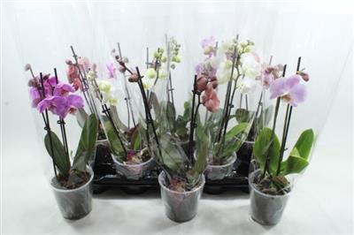 <h4>0. GEMENGDE MINI PHALAENOPSIS X 10</h4>