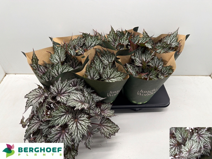 <h4>BEG BLAD OV</h4>