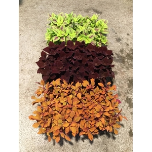 COLEUS DK
