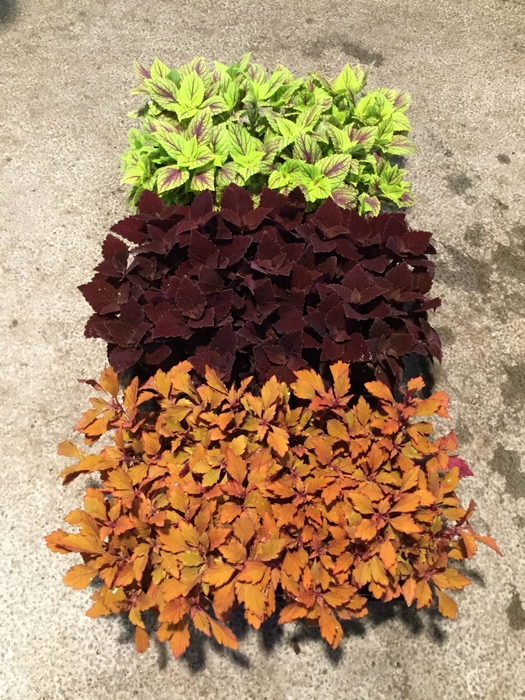 <h4>COLEUS DK</h4>
