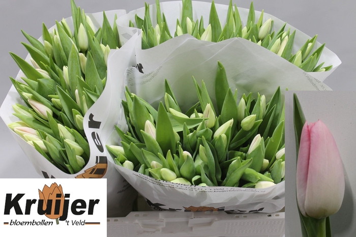 <h4>TU EN DYNASTY</h4>