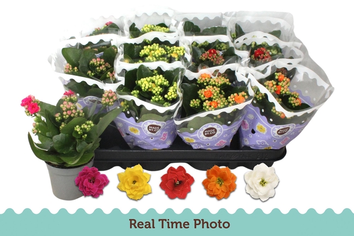 <h4>KAL GE GEM 5 KL</h4>