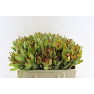 Leucad Saf Goldstrik