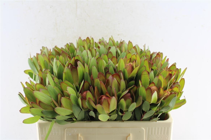 <h4>Leucad Saf Goldstrik</h4>