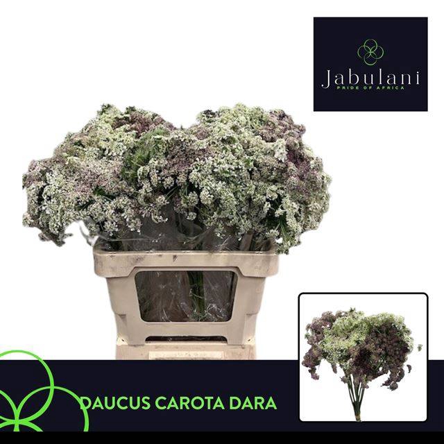 <h4>DAUCUS CAROTA DARA</h4>