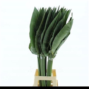 Strelitzia Leafs