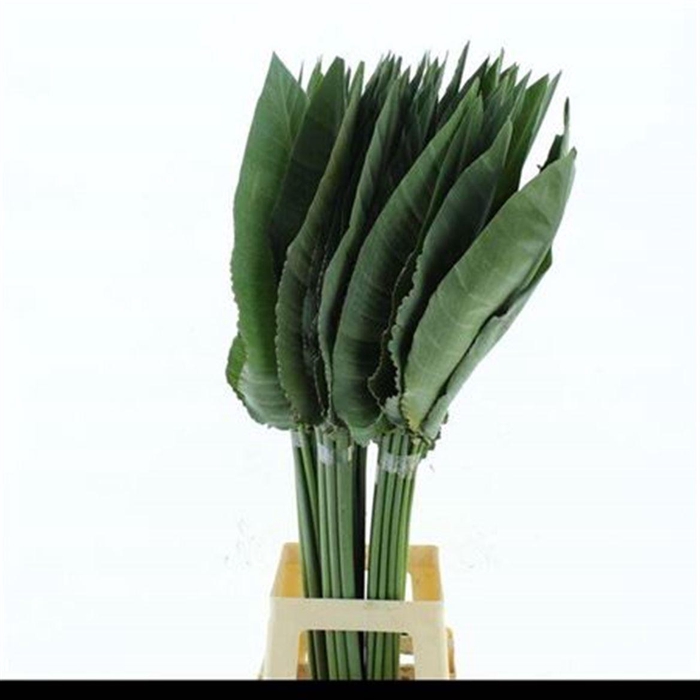 <h4>Strelitzia Leafs</h4>