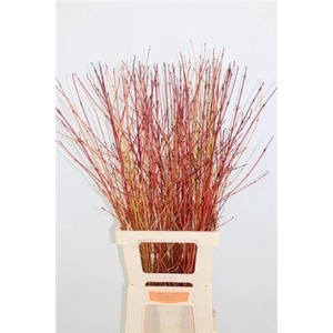 Cornus Sa Winter Beauty 100cm