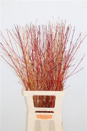 <h4>Cornus Sa Winter Beauty 100cm</h4>