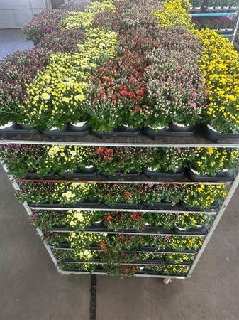 arr8 Chrys Paradiso Mixk 1 Kleur Per Tray