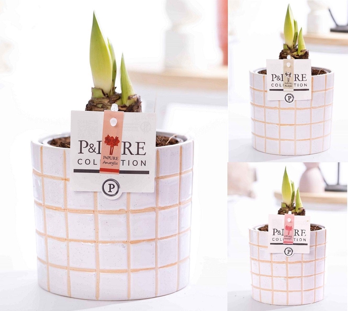 <h4>Hippeastrum mix in P&PURE Tirza ceramics</h4>