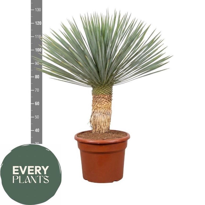 <h4>YUC ROSTRATA</h4>