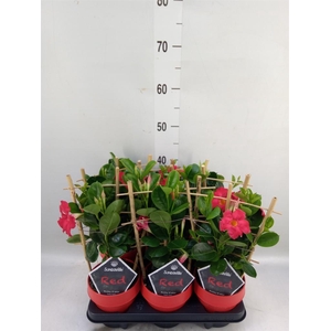 Mandevilla am. 'Sundav Red'
