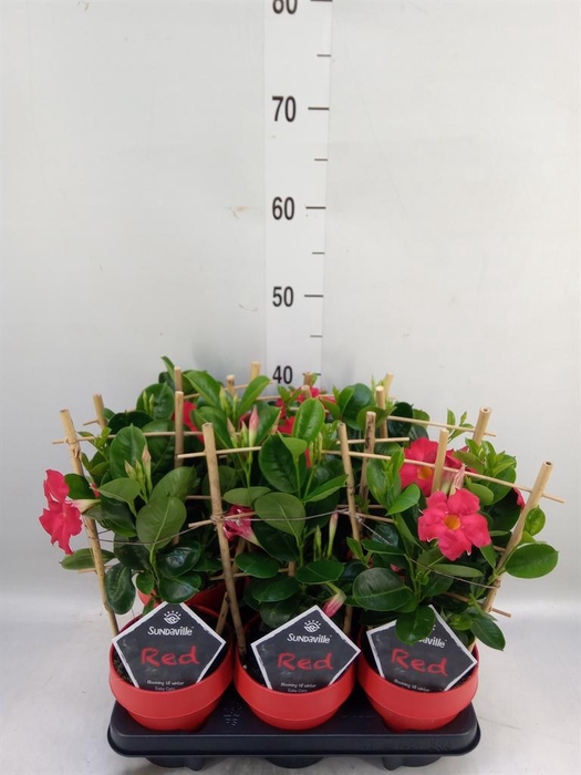 <h4>Mandevilla am. 'Sundav Red'</h4>