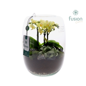 Green Bottle Isabella Large met Phalaenopsis Arrangement 24 uur levertijd