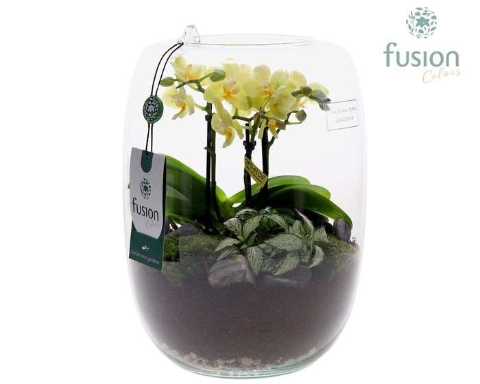 <h4>Green Bottle Isabella Large met Phalaenopsis Arrangement 24 uur levertijd</h4>