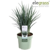 Dianella Coolvista P19 - Elegrass Patio