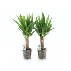 Yucca 25cm Hout 3+ kop in Iron-Leaf