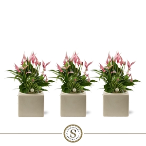 Belicia Light Grey 12cm Lilli