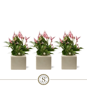 Belicia Light Grey 12cm Lilli