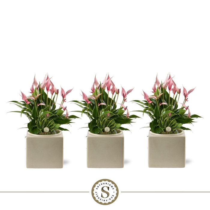 <h4>Belicia Light Grey 12cm Lilli</h4>